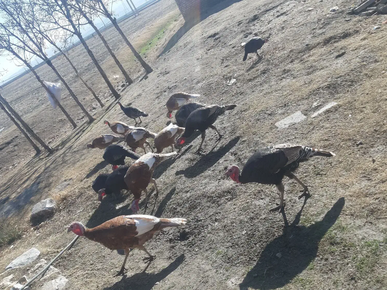 بقلمون محلی|حیوانات مزرعه|ماهیدشت, |دیوار