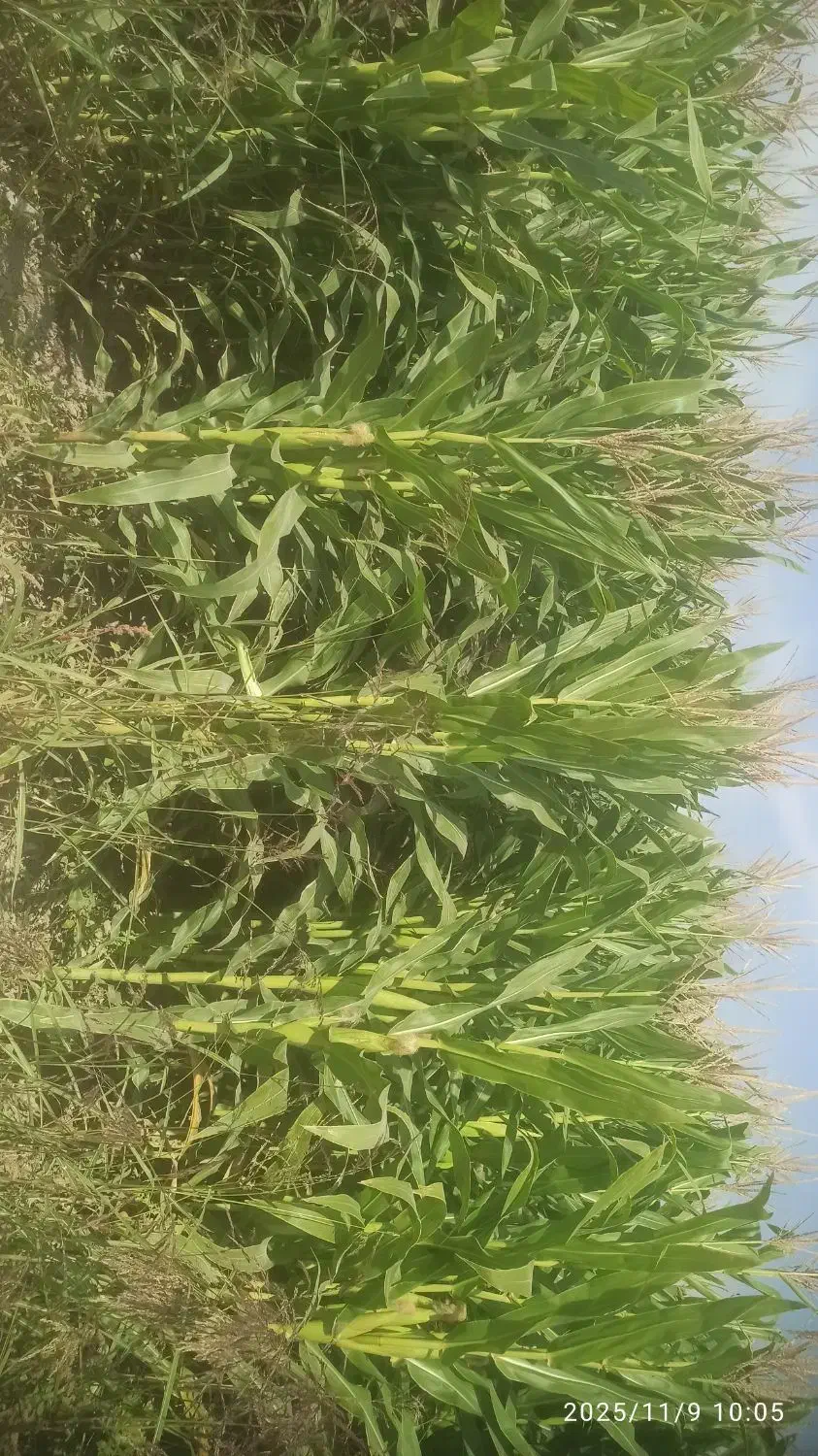 ذرت علوفه ای|خدمات باغبانی و درختکاری|بانش, |دیوار