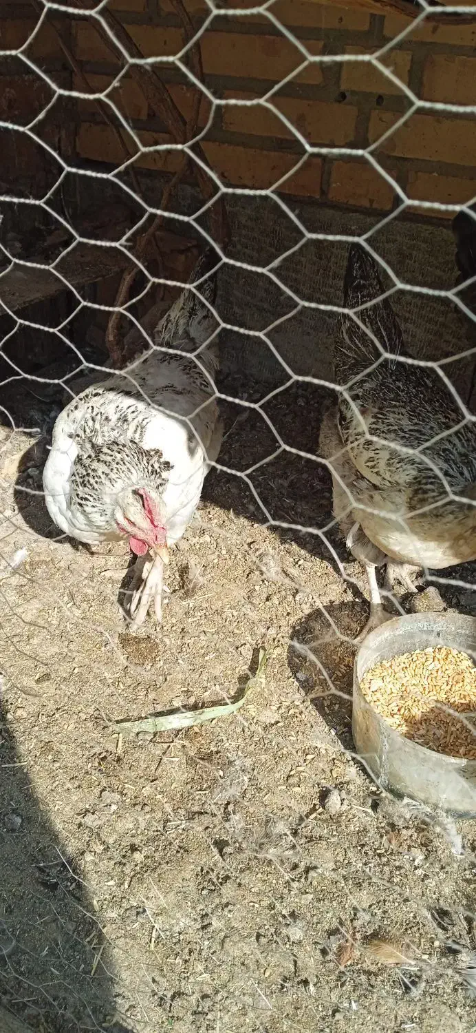 مرغ تخمگذار|حیوانات مزرعه|کهریزک, |دیوار