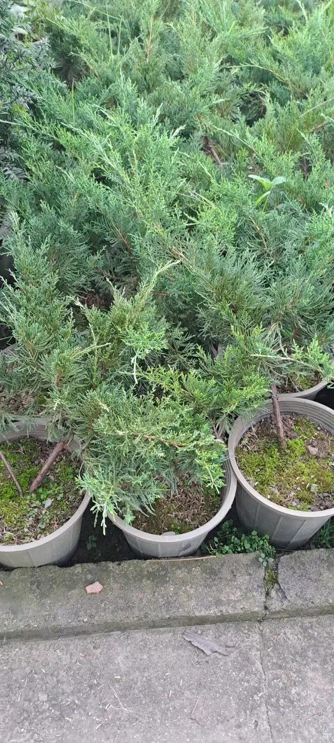 کاج رونده جونی پروس و یاس هلندی صادراتی|گل و گیاه طبیعی|تنکابن, |دیوار