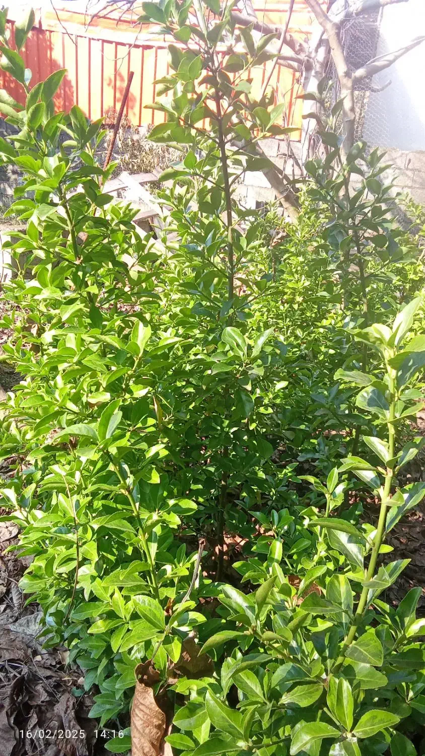 گل شمشاد طلایی|گل و گیاه طبیعی|نوشهر, |دیوار