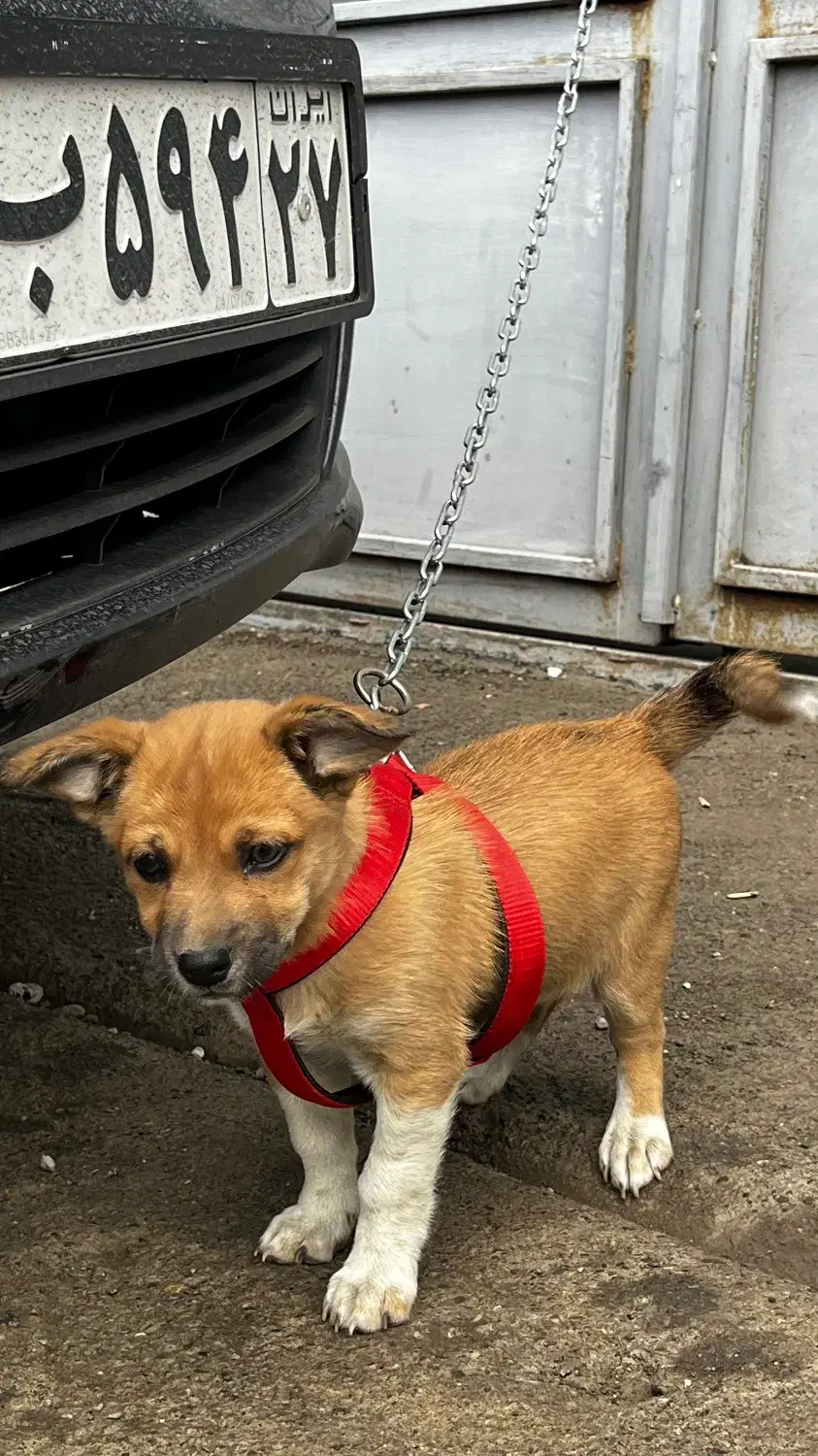 واگذاری پاکوتاه|سگ|خوی, |دیوار