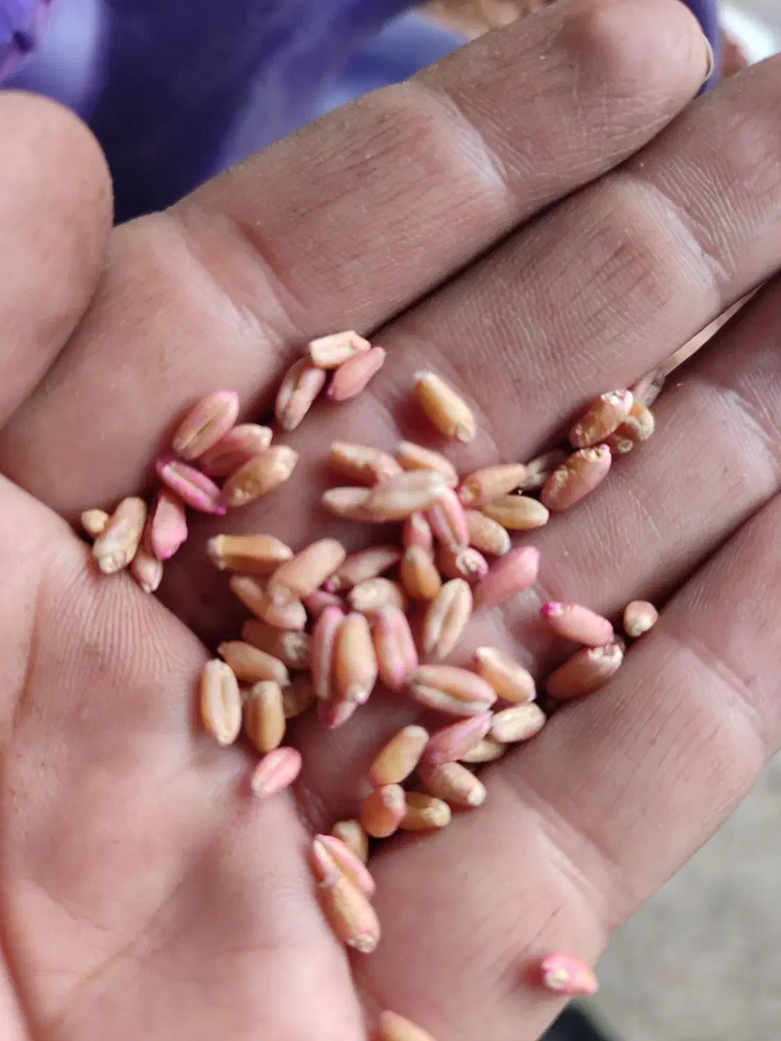 بذر مادری پایا و کوهدشت|خدمات باغبانی و درختکاری|کلاله, |دیوار