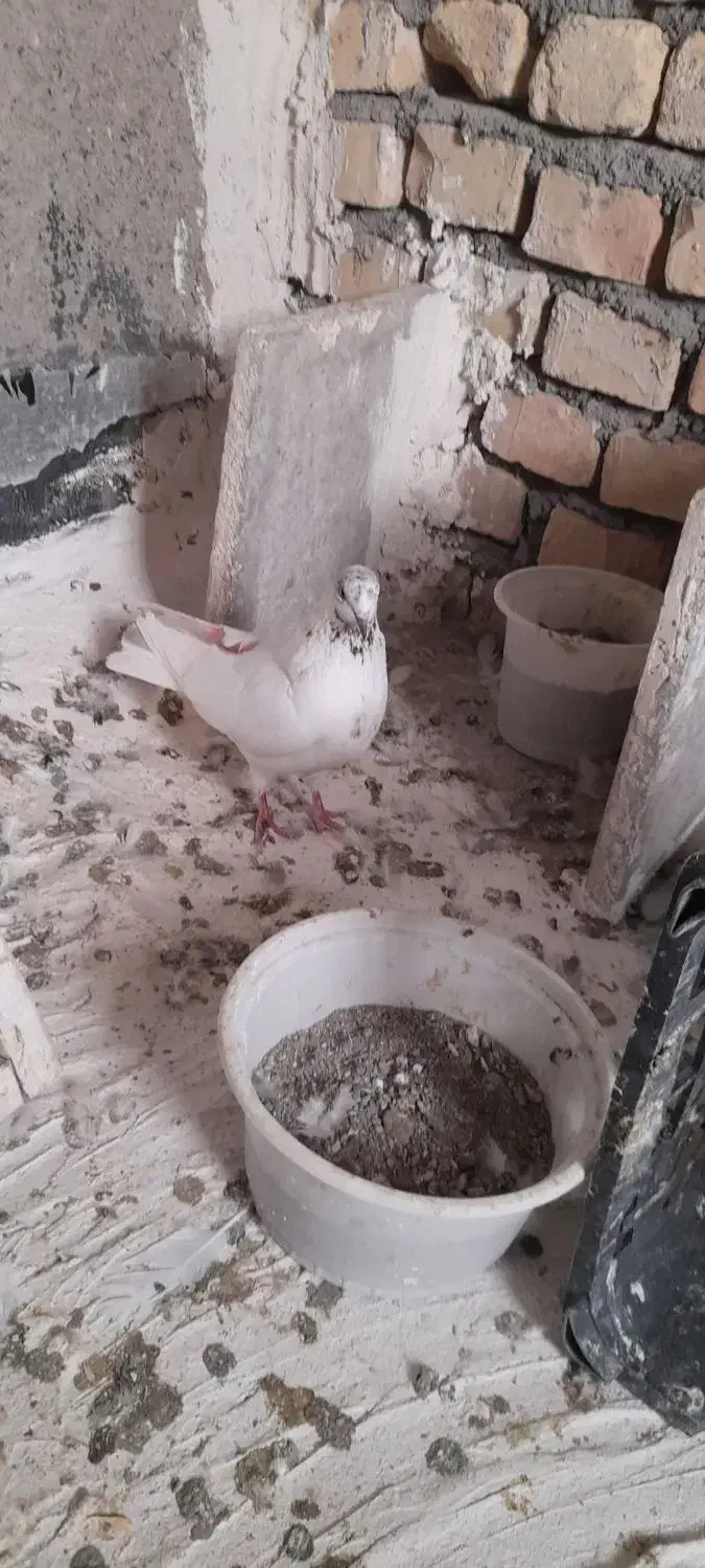 فروش کبوتر|پرنده|بیجار, |دیوار