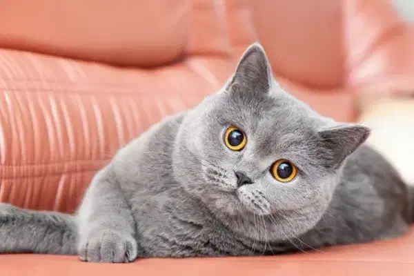 گربه میخوام|گربه|شاهین‌شهر, گزبرخوار|دیوار