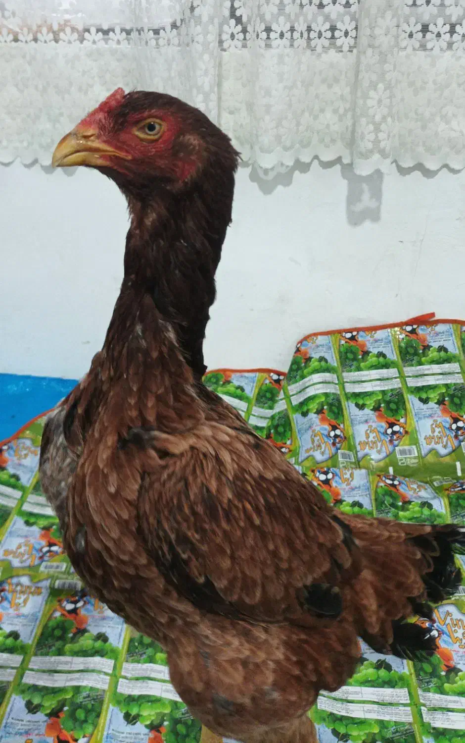 مرغ و جوجه خروس لاری|حیوانات مزرعه|کرمانشاه, |دیوار