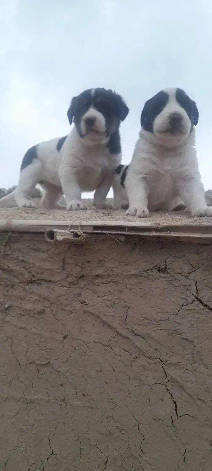 واگزاری توله آلبای اصل خت خون بالا با زمانت|سگ|گنبد کاووس, |دیوار