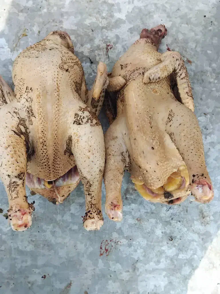 غاز.اردک.بوقلمون.مرغ.خروس|حیوانات مزرعه|رشت, پاستوریزه|دیوار