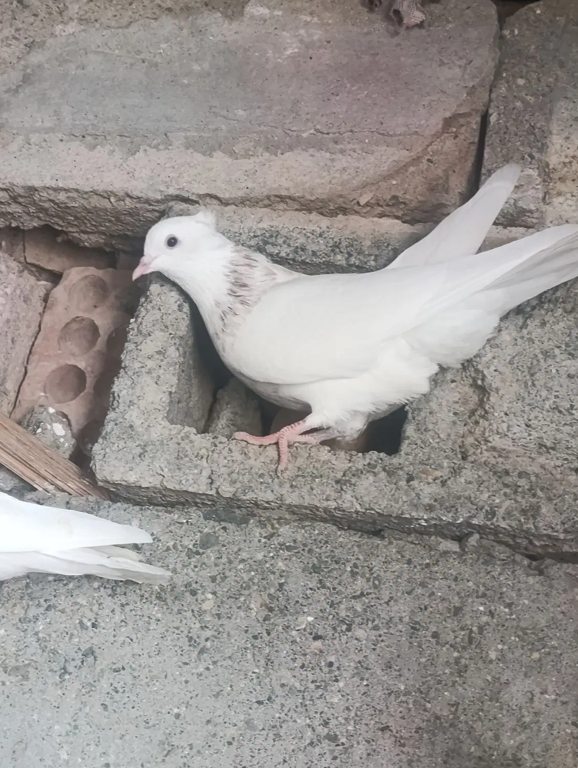 کفتر|پرنده|کهنوج, |دیوار