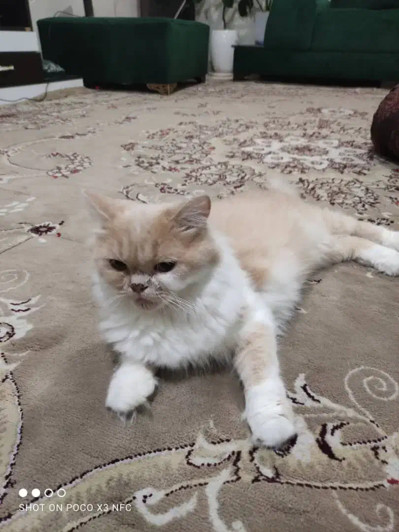 پرشین کت|گربه|گرگان, |دیوار