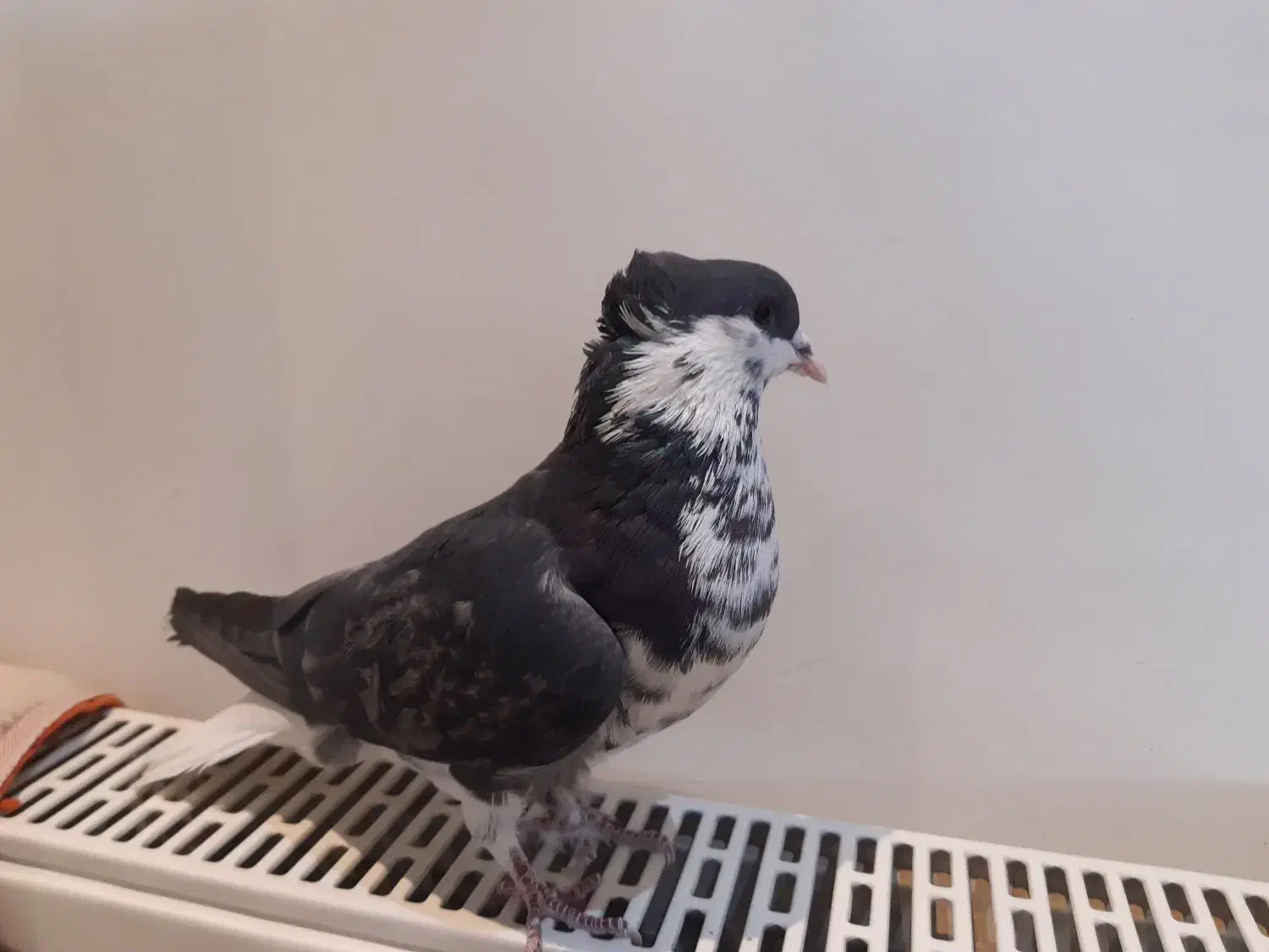 ماده گلین زره  دمگیر|پرنده|اصفهان, شاهد|دیوار