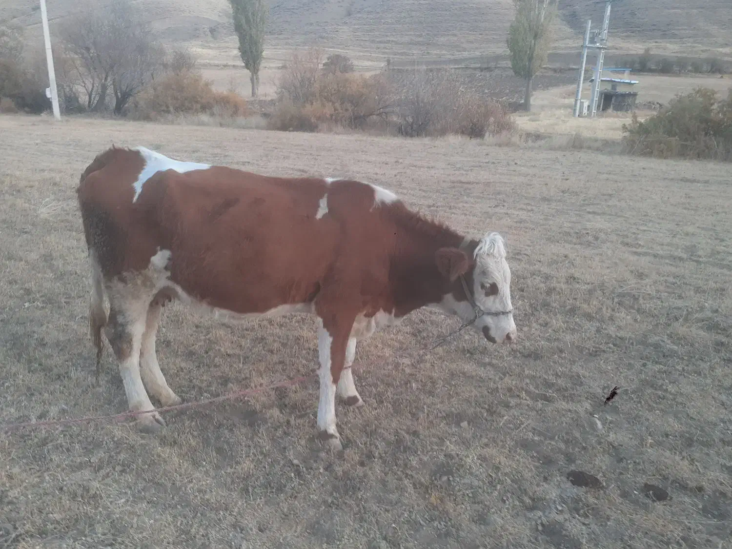 گاو سیمینتال|حیوانات مزرعه|حسین آباد, |دیوار