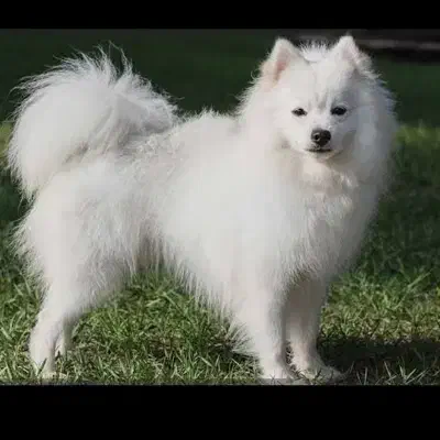 پامر روباهی زیر قیمت|سگ|کرمانشاه, |دیوار