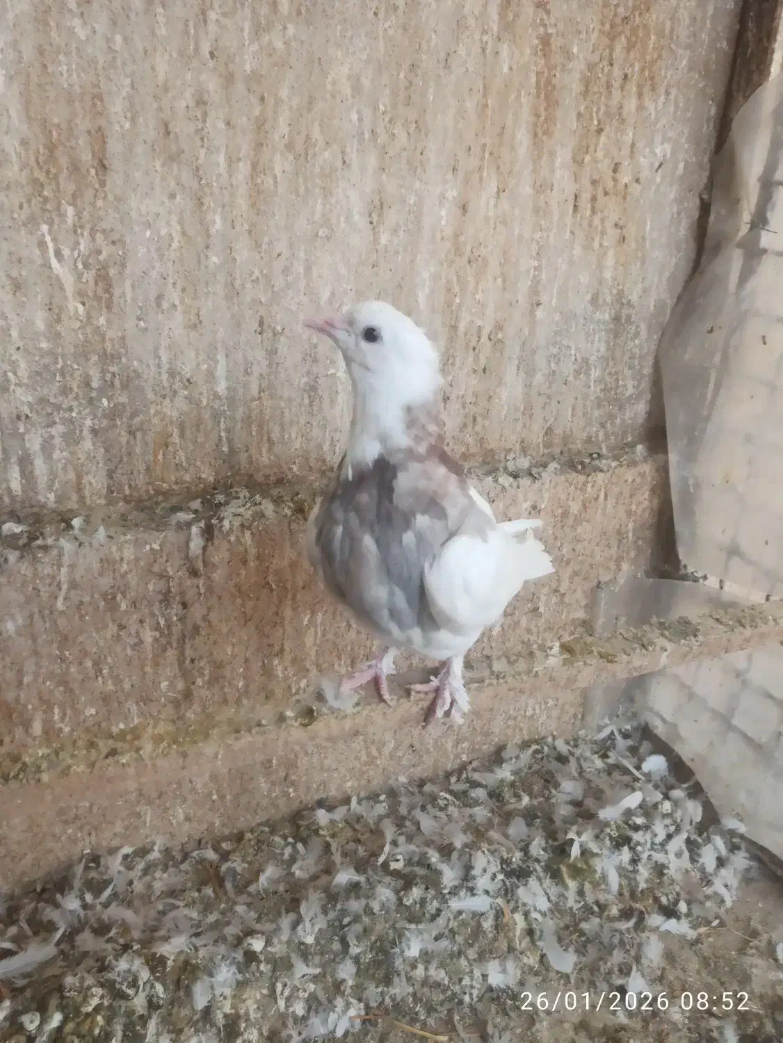 کفترجوجه طوقی سرور|پرنده|تهران, کوثر|دیوار