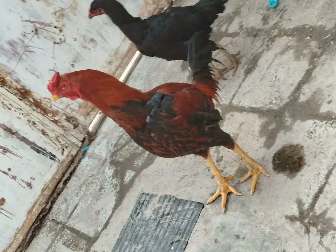 مرغ و خروس لاری|حیوانات مزرعه|تربت جام, شهرک آزادگان|دیوار