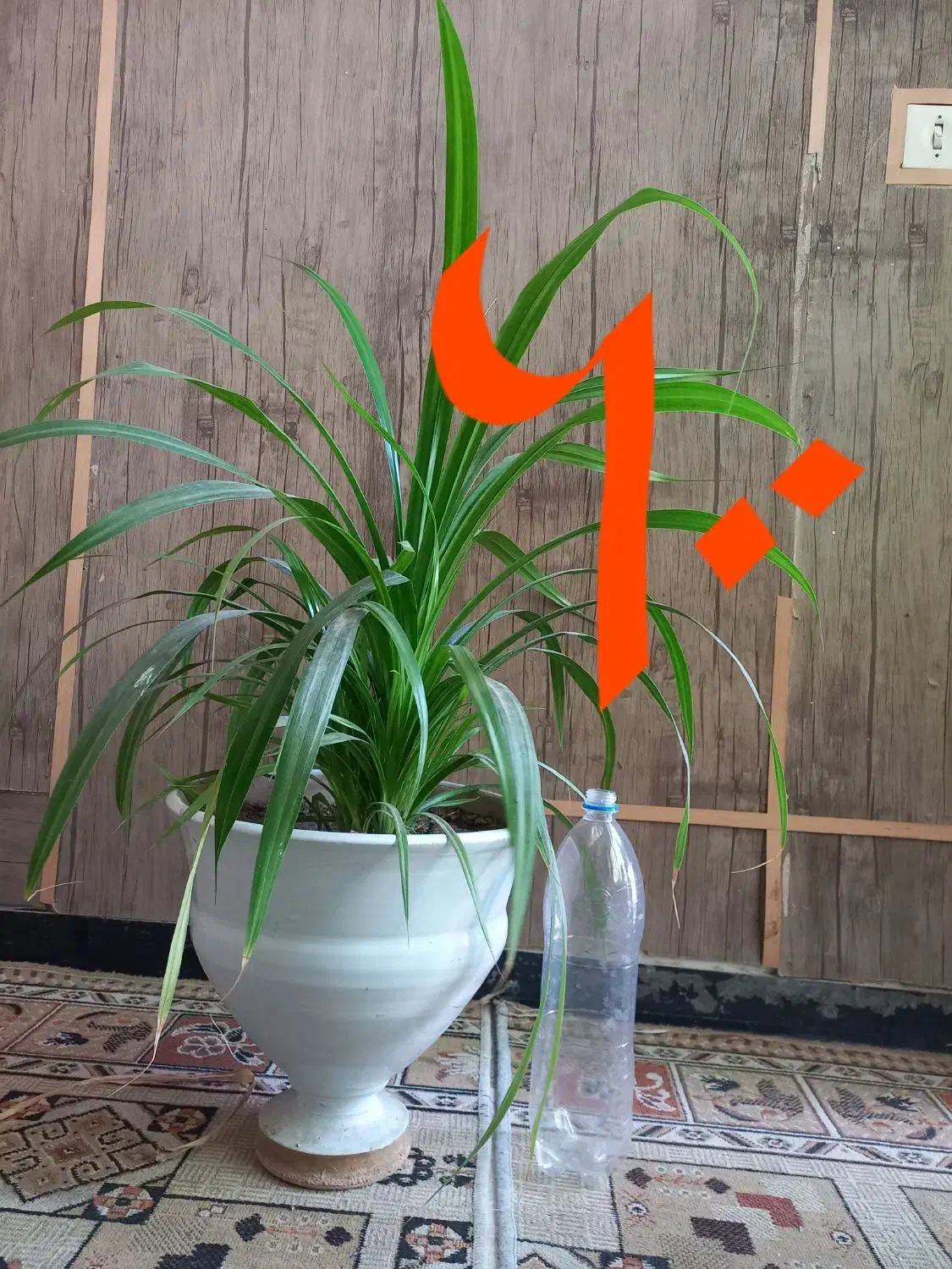 فروش ۳ عدد گلدان با گل سرحال|گل و گیاه طبیعی|شیراز, صاحب الزمان|دیوار