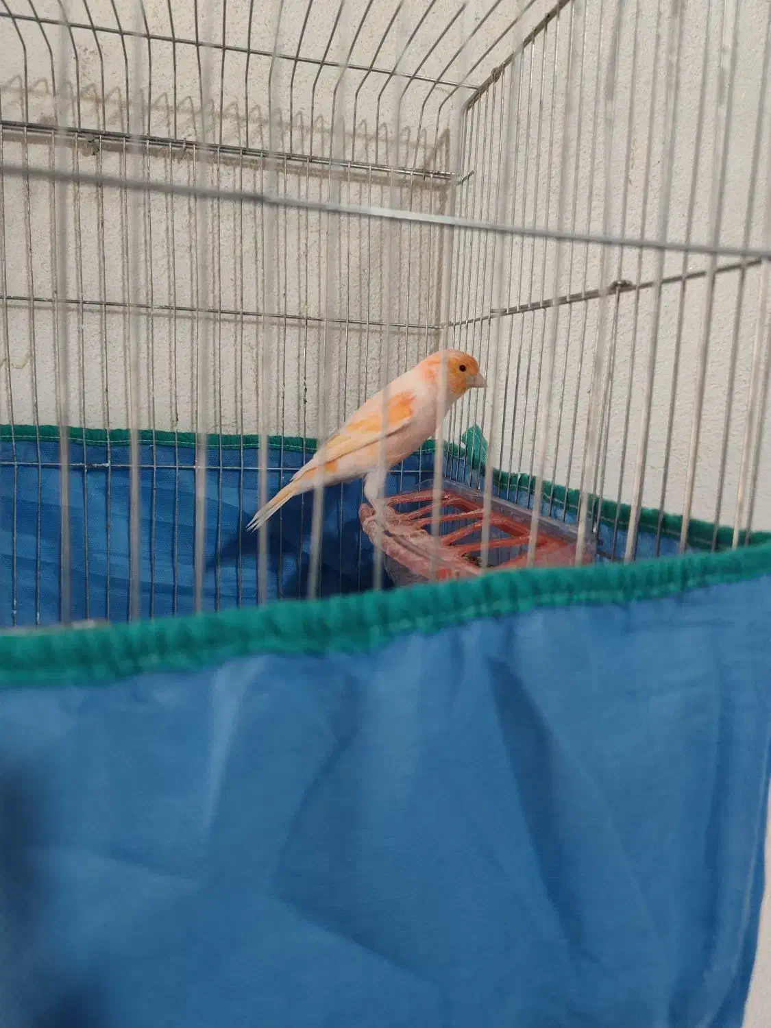 قناری شلاقی|پرنده|بندرعباس, |دیوار