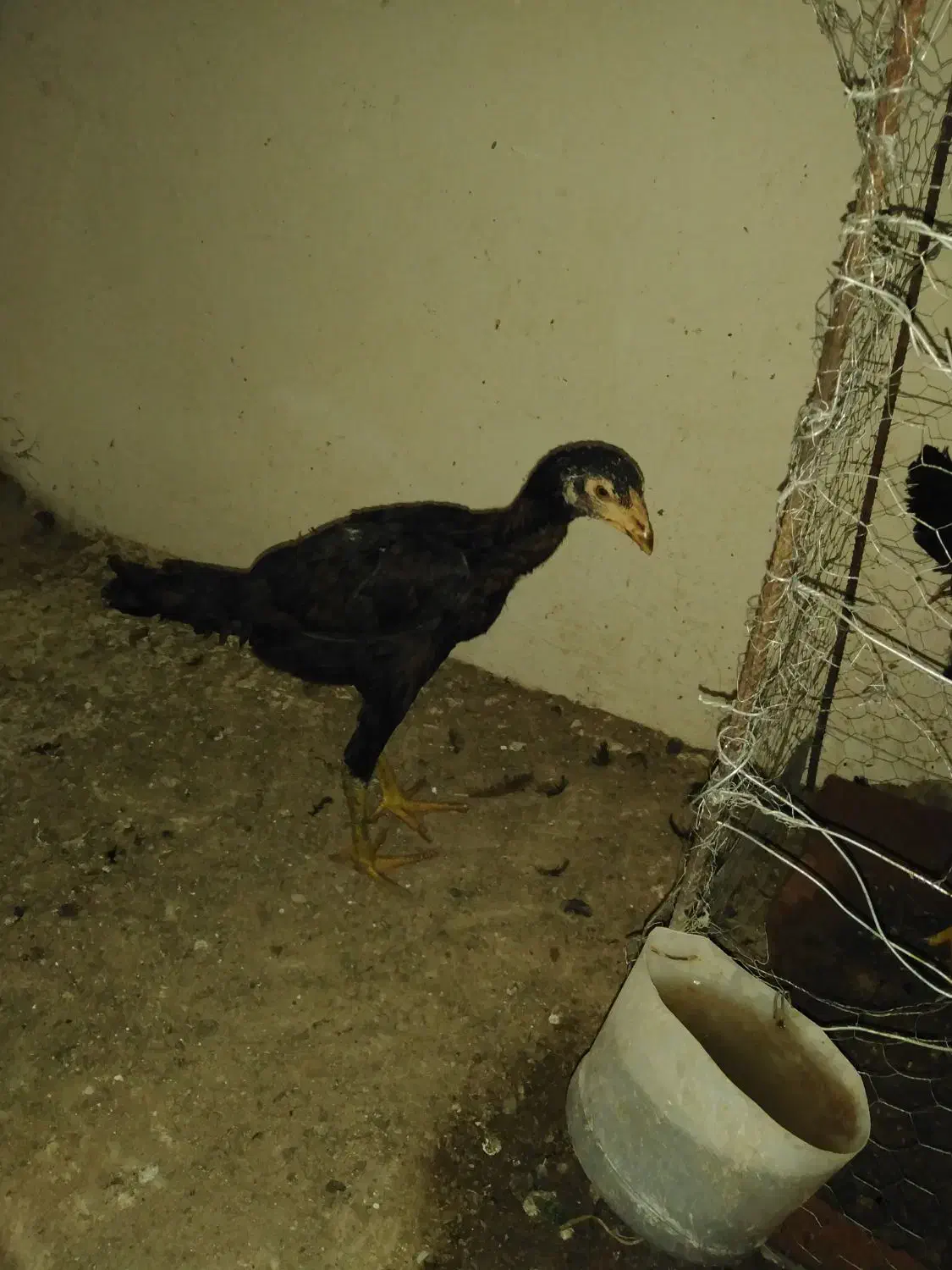 مرغ لاری وجوجه|حیوانات مزرعه|سرپل ذهاب, |دیوار