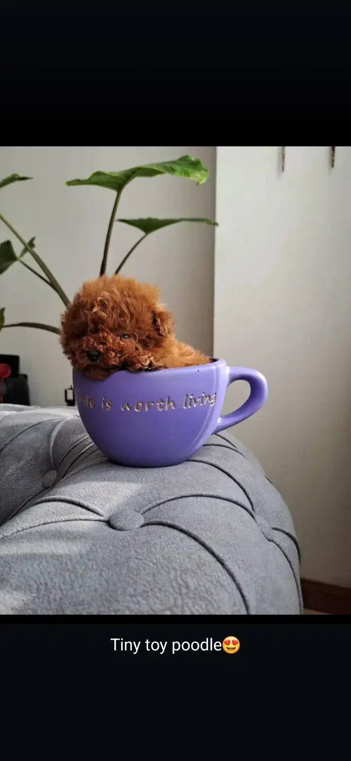 پامر دو سر خرسی بو فیس، پودل توی|سگ|هشتگرد, شهرک اداری|دیوار