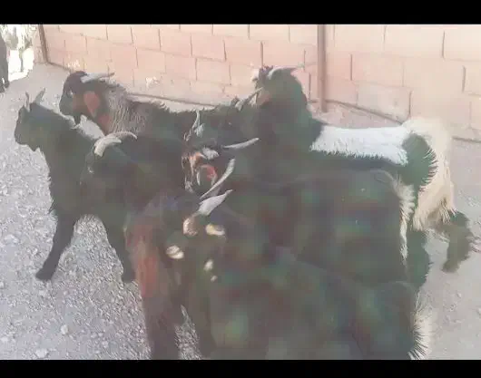 کهره نر ترکی|حیوانات مزرعه|شیراز, سرو|دیوار