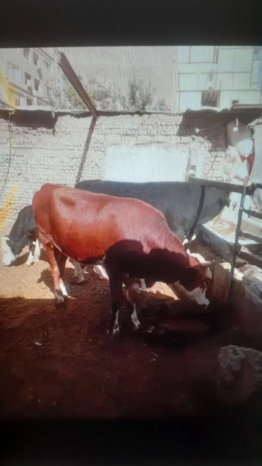گوساله گاو  و گوشت|حیوانات مزرعه|تهران, مظاهری|دیوار