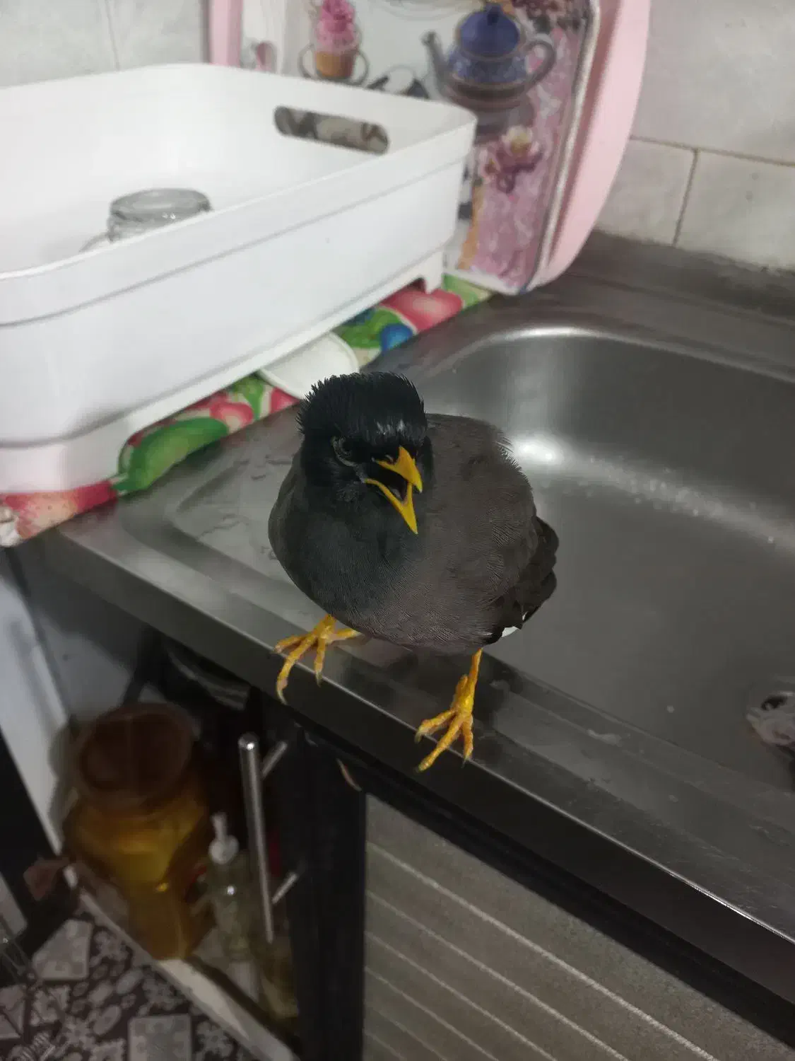 مرغ مینا کشیده|پرنده|لنگرود, |دیوار