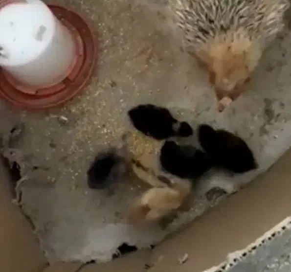 کرک|حیوانات مزرعه|خرمشهر, |دیوار