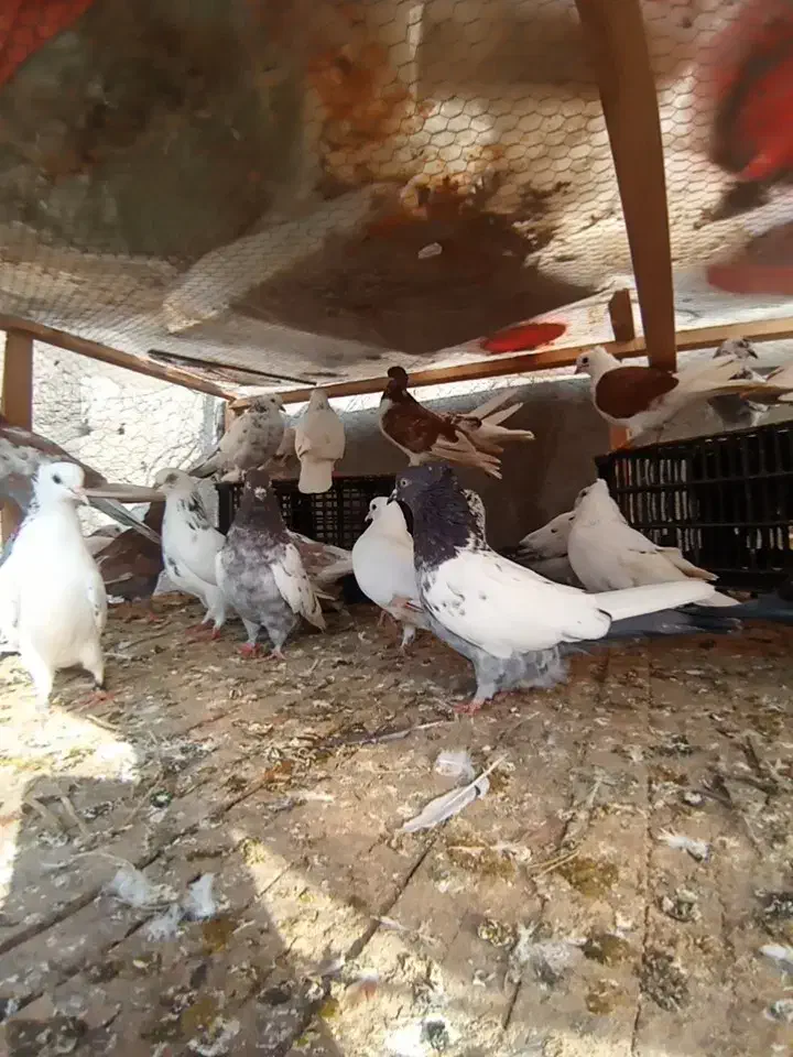 کبوتر اس.شهرستان .پرشی ساعت بالا .تضمینی|پرنده|آمل, |دیوار