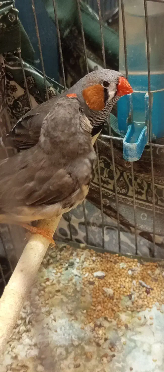 پرندگان|پرنده|کرمان, |دیوار