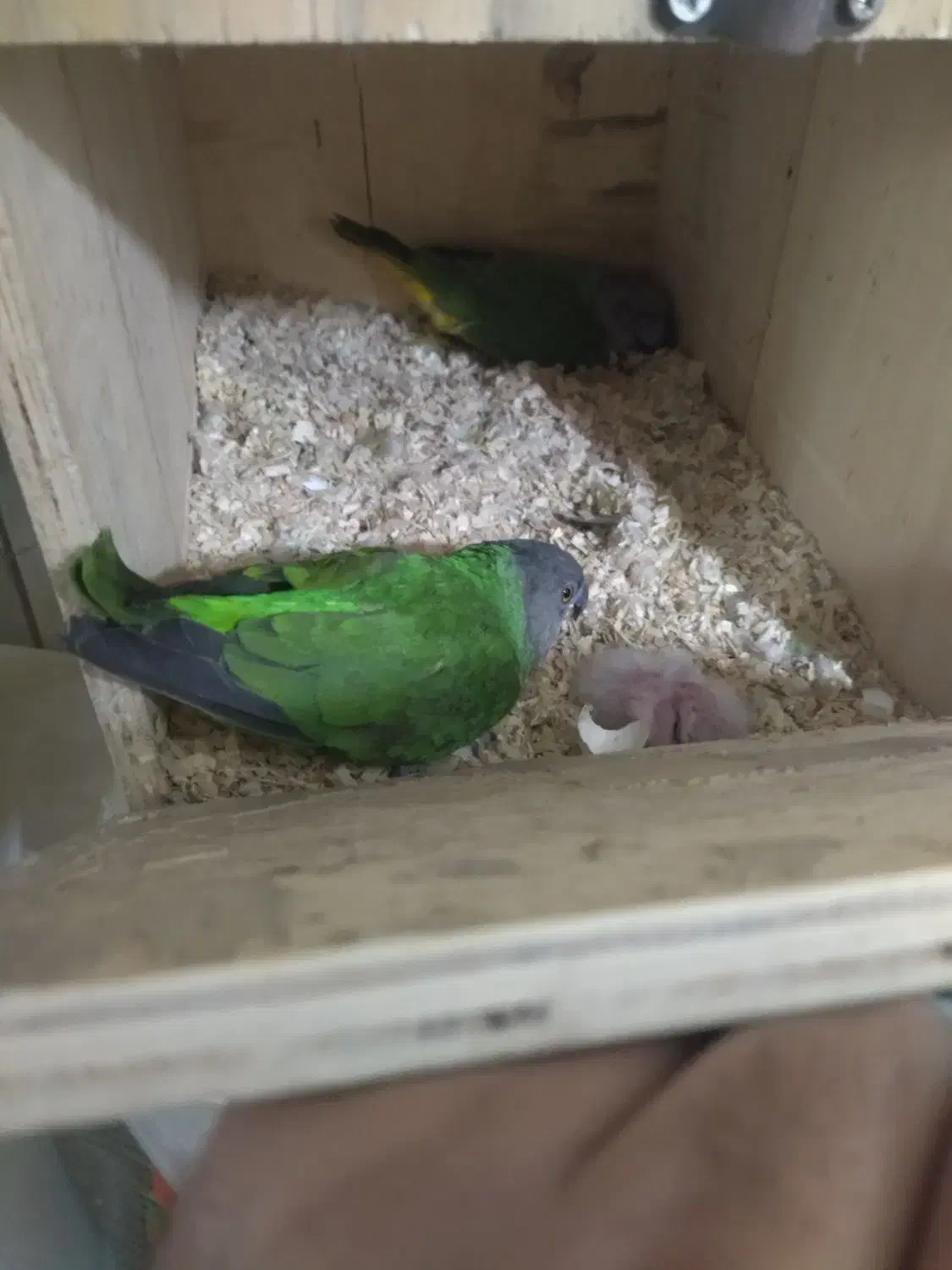 طوطی سنگال گرینچیک عروس کوتوله ردچیک|پرنده|مشهد, ابوذر|دیوار