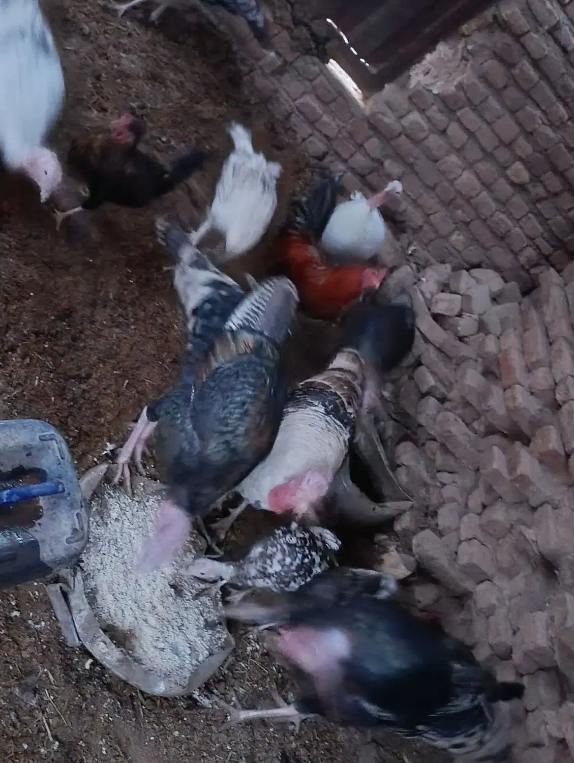 بوقلمون زیر مرغی|حیوانات مزرعه|بم, |دیوار