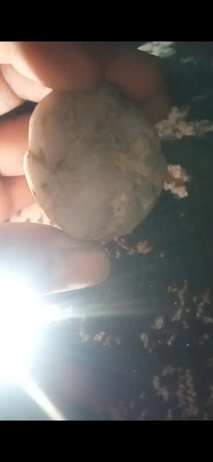 سنگ آنتیک و خاص|جواهرات|مشهد, سجاد شهر|دیوار