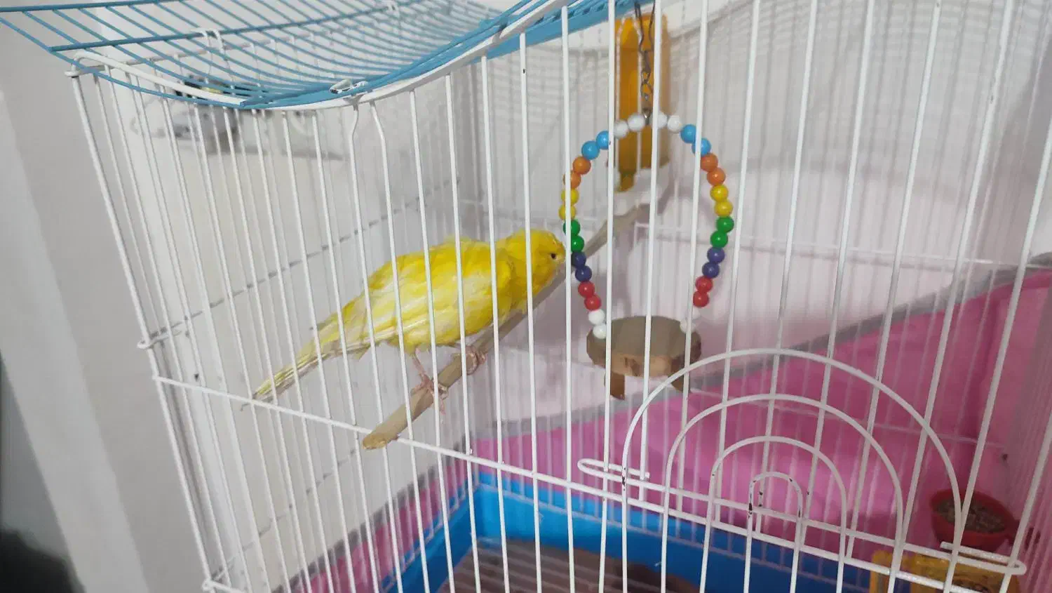 قناری نر|پرنده|صومعه‌سرا, |دیوار