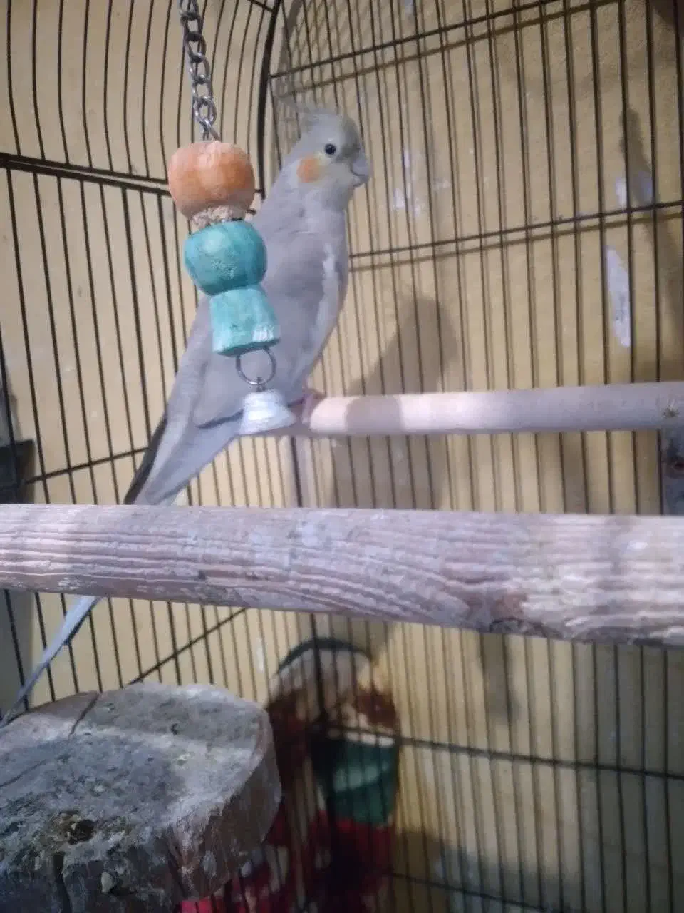 عروس هلندی|پرنده|پرند, فاز ۶|دیوار