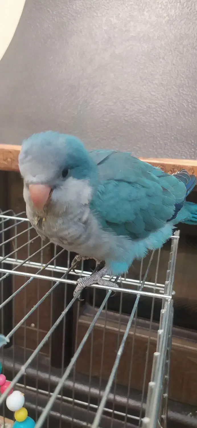 راهب آبی|پرنده|خاوران, |دیوار