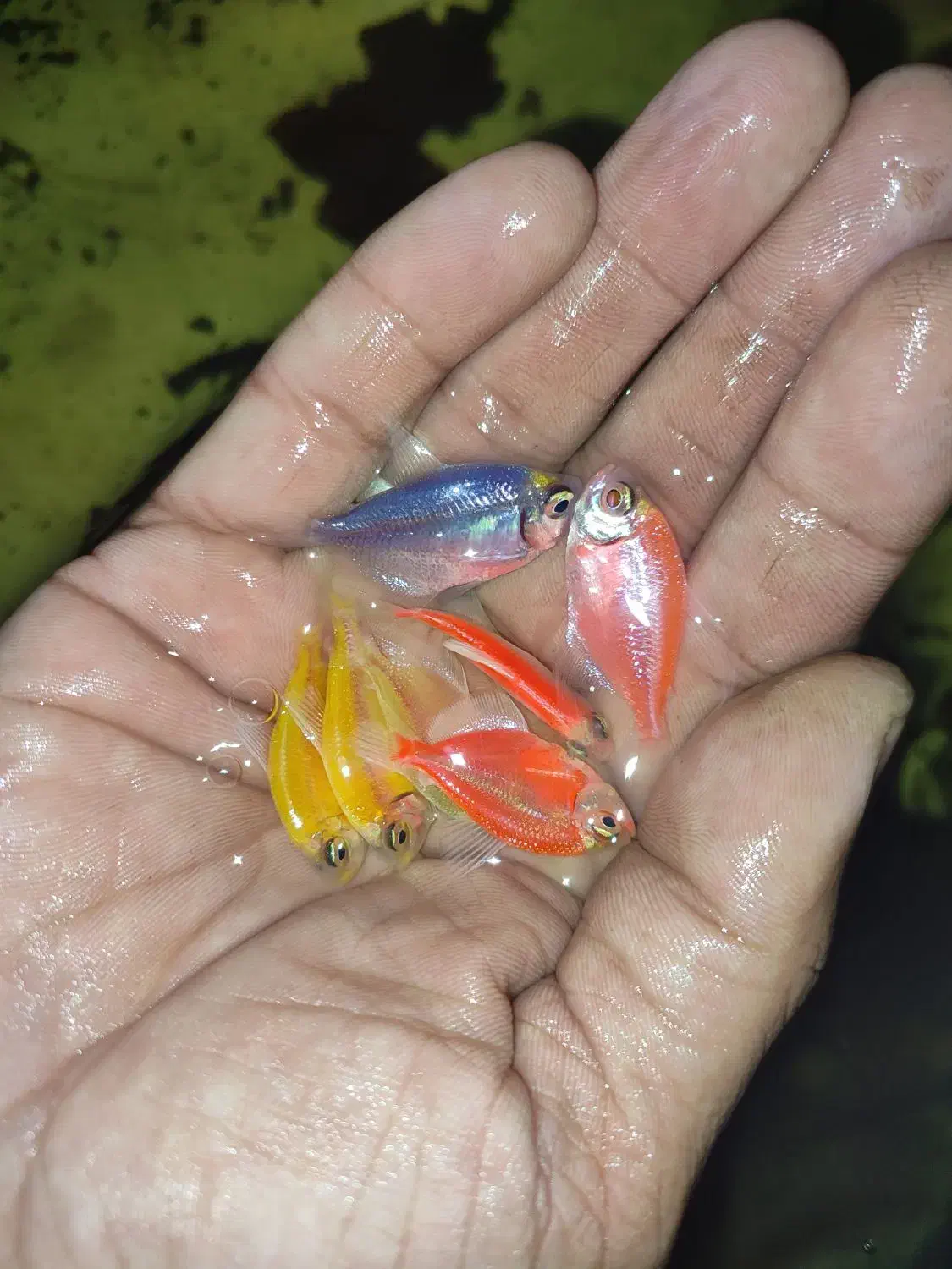 ماهی اکواریوم گوپی کالر آنجل زبرا پمپ هوا|ماهی|گلبهار, شهر جدید گلبهار|دیوار