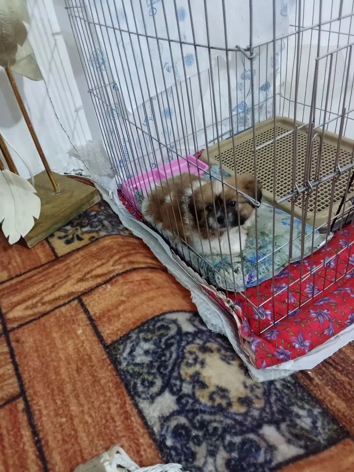 واگذاریسگ شیتزو سایز صفر|سگ|اراک, |دیوار