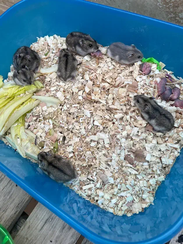 همستر مینیاتوری|موش و خرگوش|قم, گلزار|دیوار