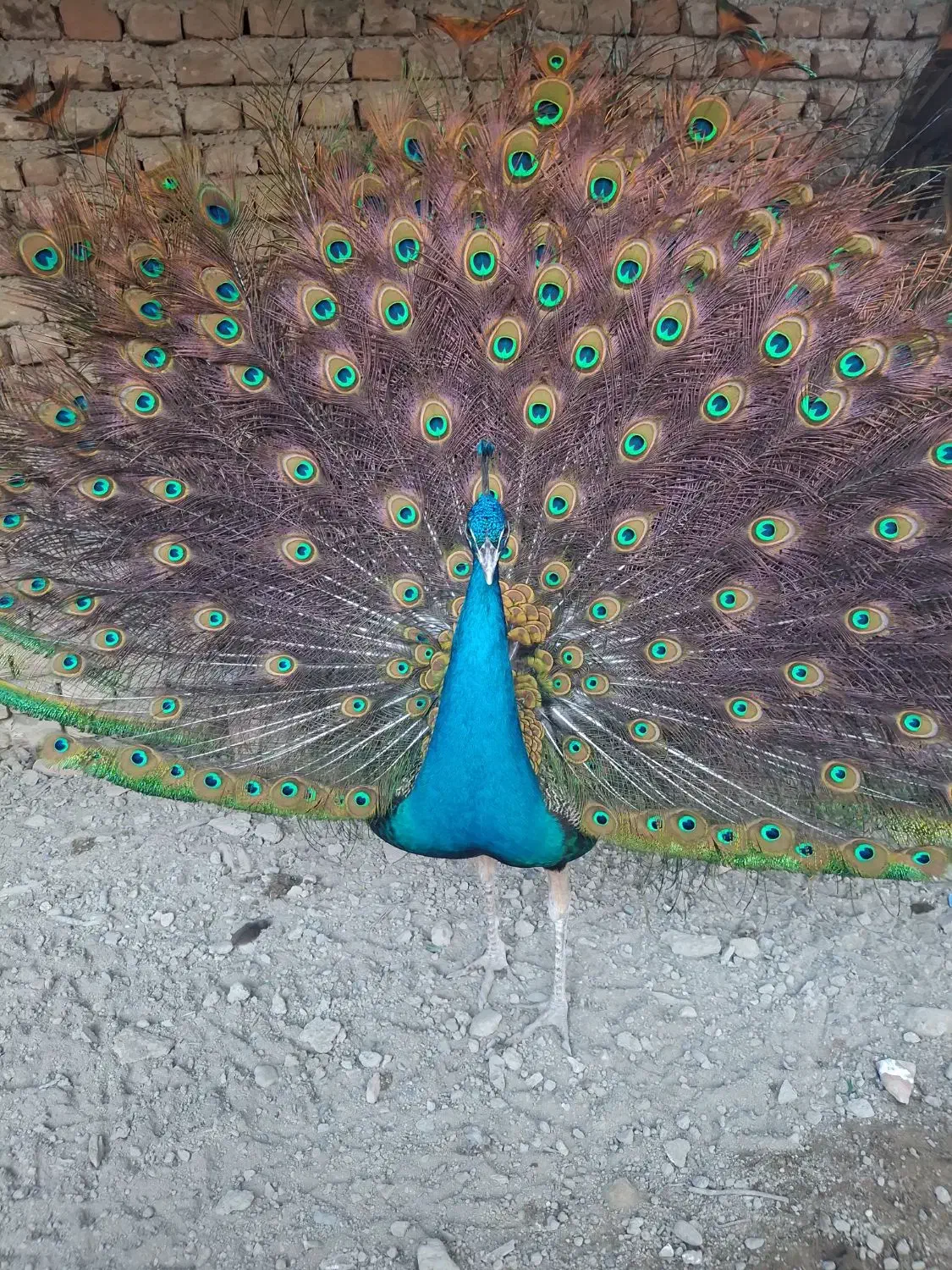 طاوس|پرنده|گرگان, |دیوار