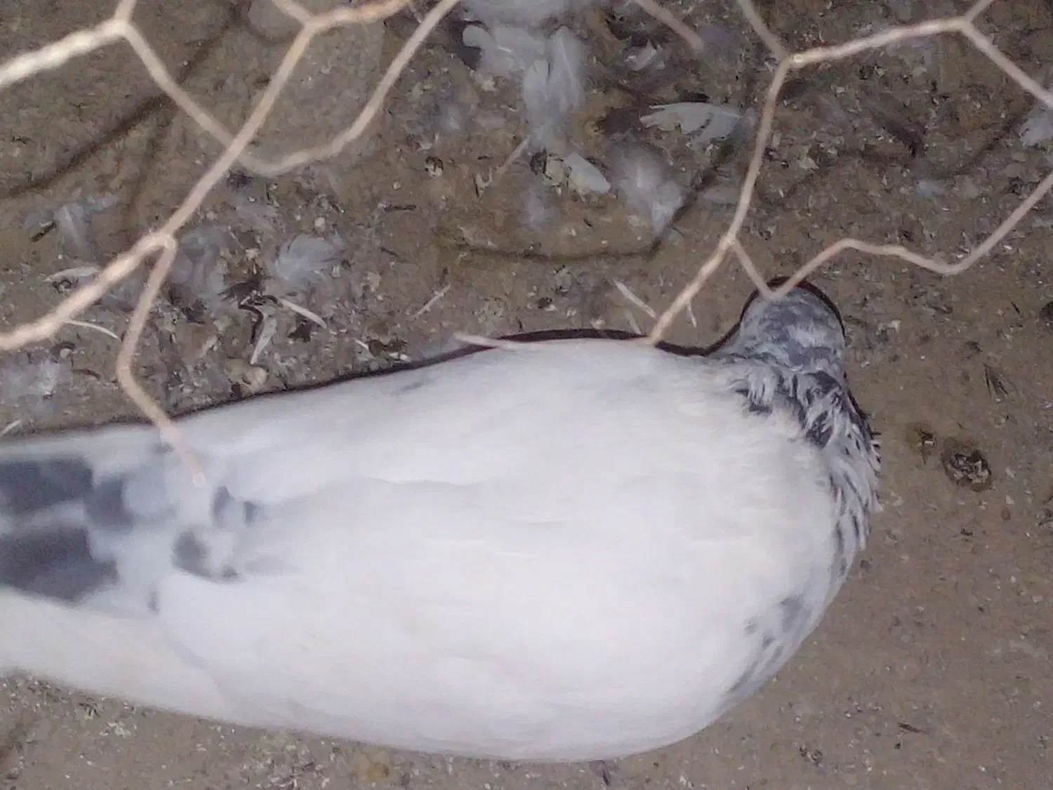 طوقی|پرنده|جیرفت, |دیوار