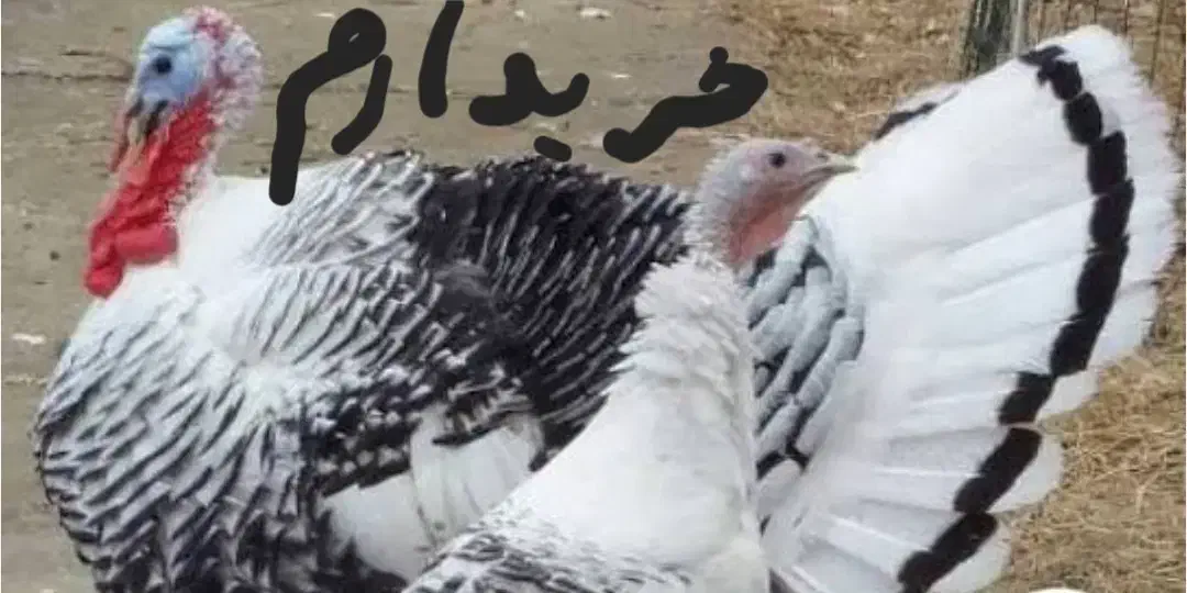 بوقلمون رویال|حیوانات مزرعه|پیر بکران, |دیوار