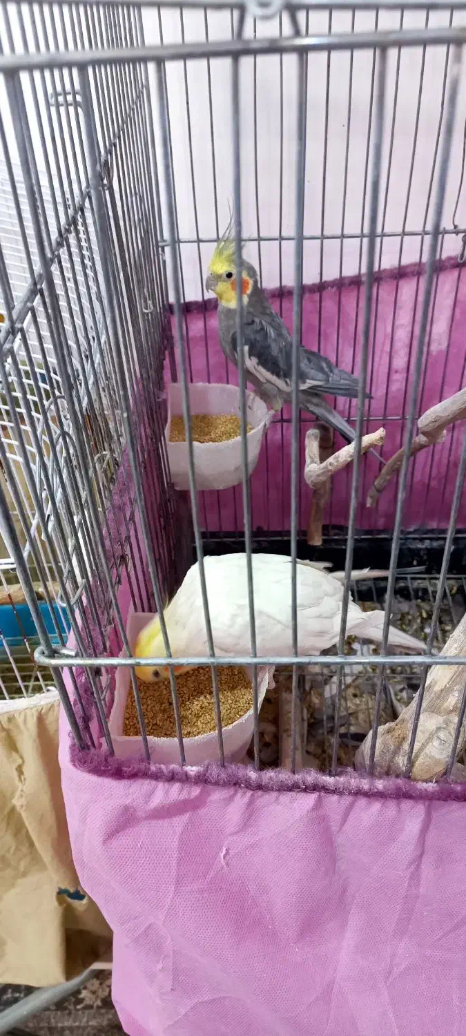 عروس هلندی و کوتوله|پرنده|رفسنجان, |دیوار