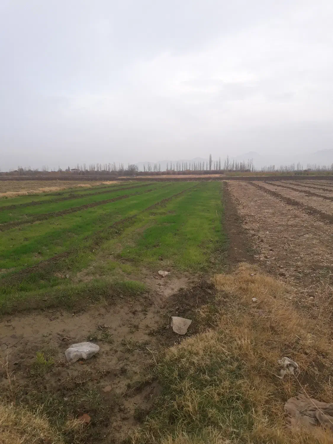 فروش زمین|فروش دفتر صنعتی، کشاورزی، تجاری|سلماس, |دیوار