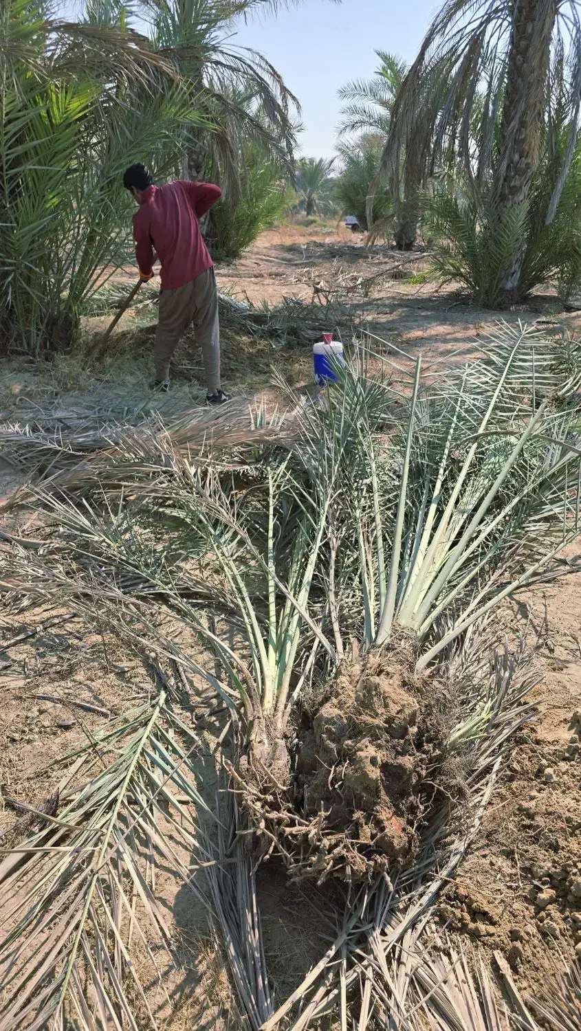 دمیت پاجوش مرکز تحقیقات سازمان جهاد کشاورزی|خدمات باغبانی و درختکاری|آبپخش, |دیوار