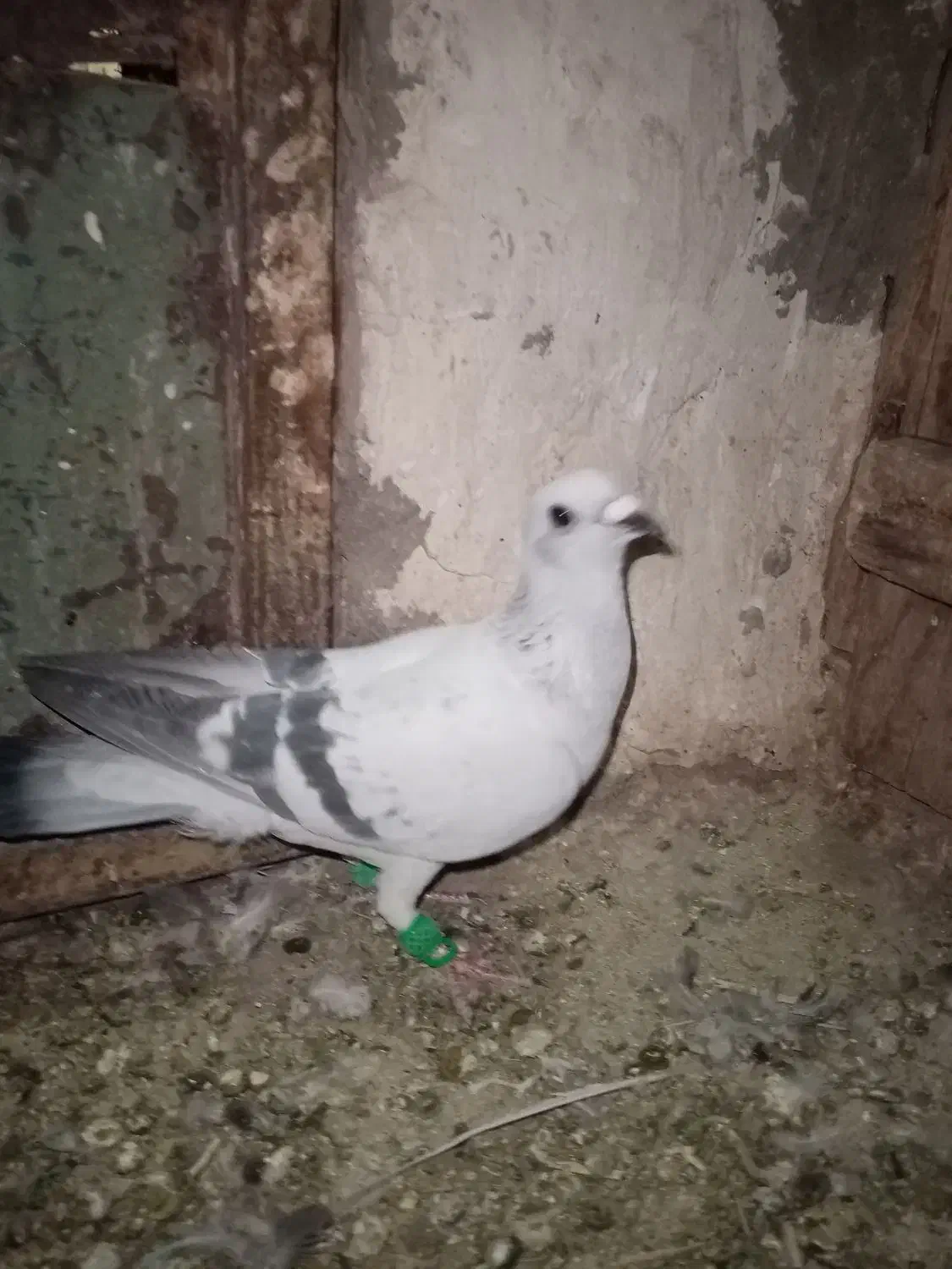 شامی|پرنده|نیشابور, مازول|دیوار