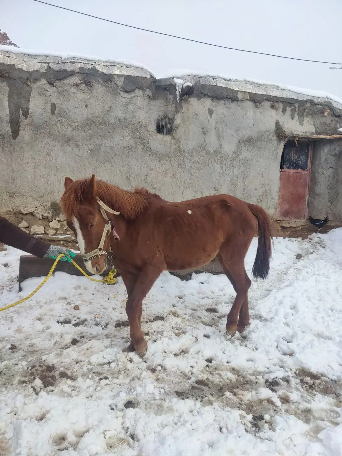 اسب ماده|اسب و تجهیزات اسب‌سواری|بجنورد, |دیوار