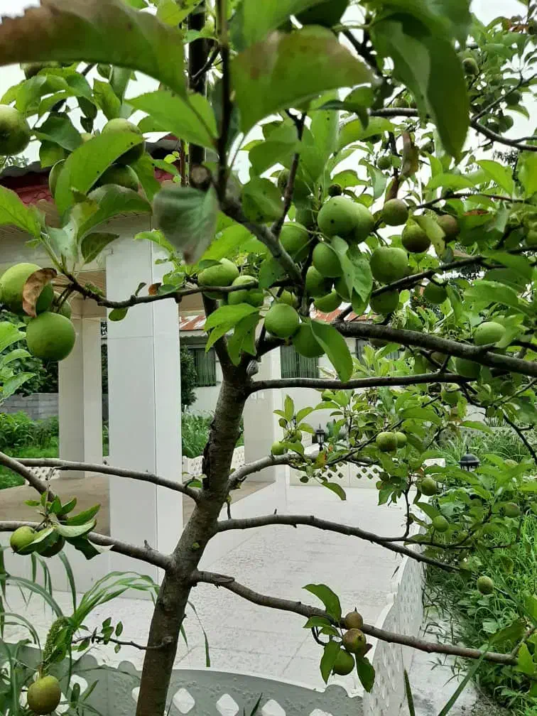 ویلا دوبلکس ساحلی 1000متری،سنددار،لاکچری|فروش خانه و ویلا|چاف و چمخاله, |دیوار