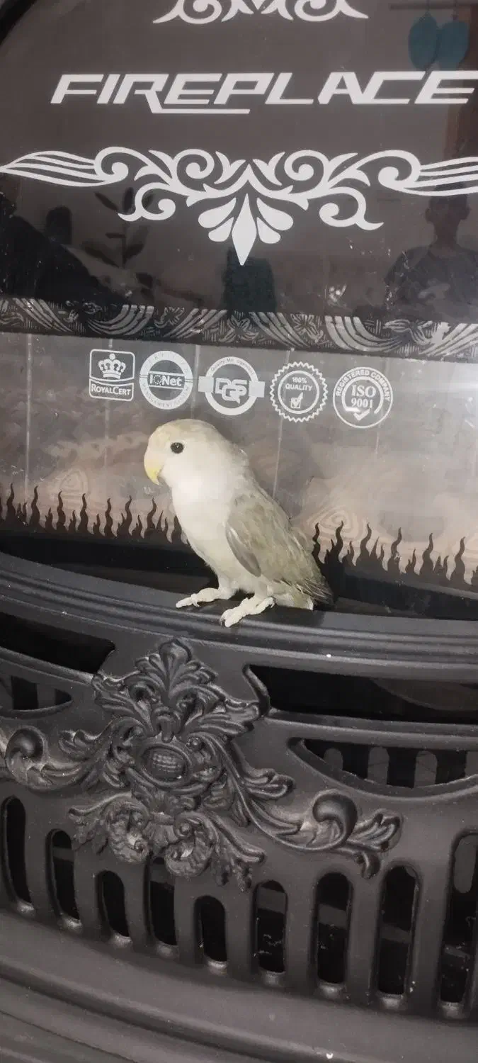 طوطی برزیلی وایت  نر فیس با قفس|پرنده|فردیس, فردیس|دیوار