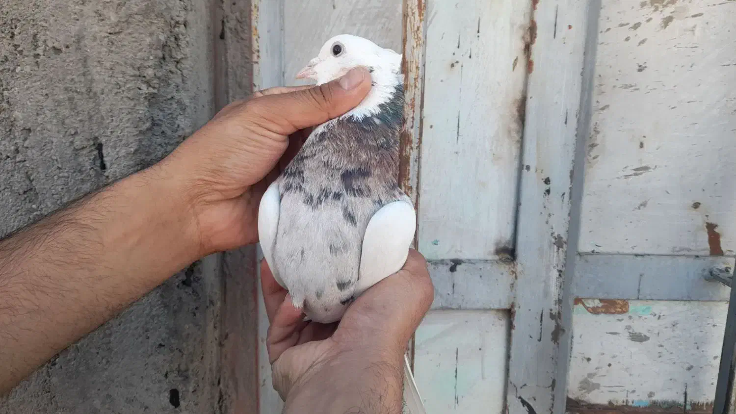 کبوتر طوقی|پرنده|بیجار, |دیوار