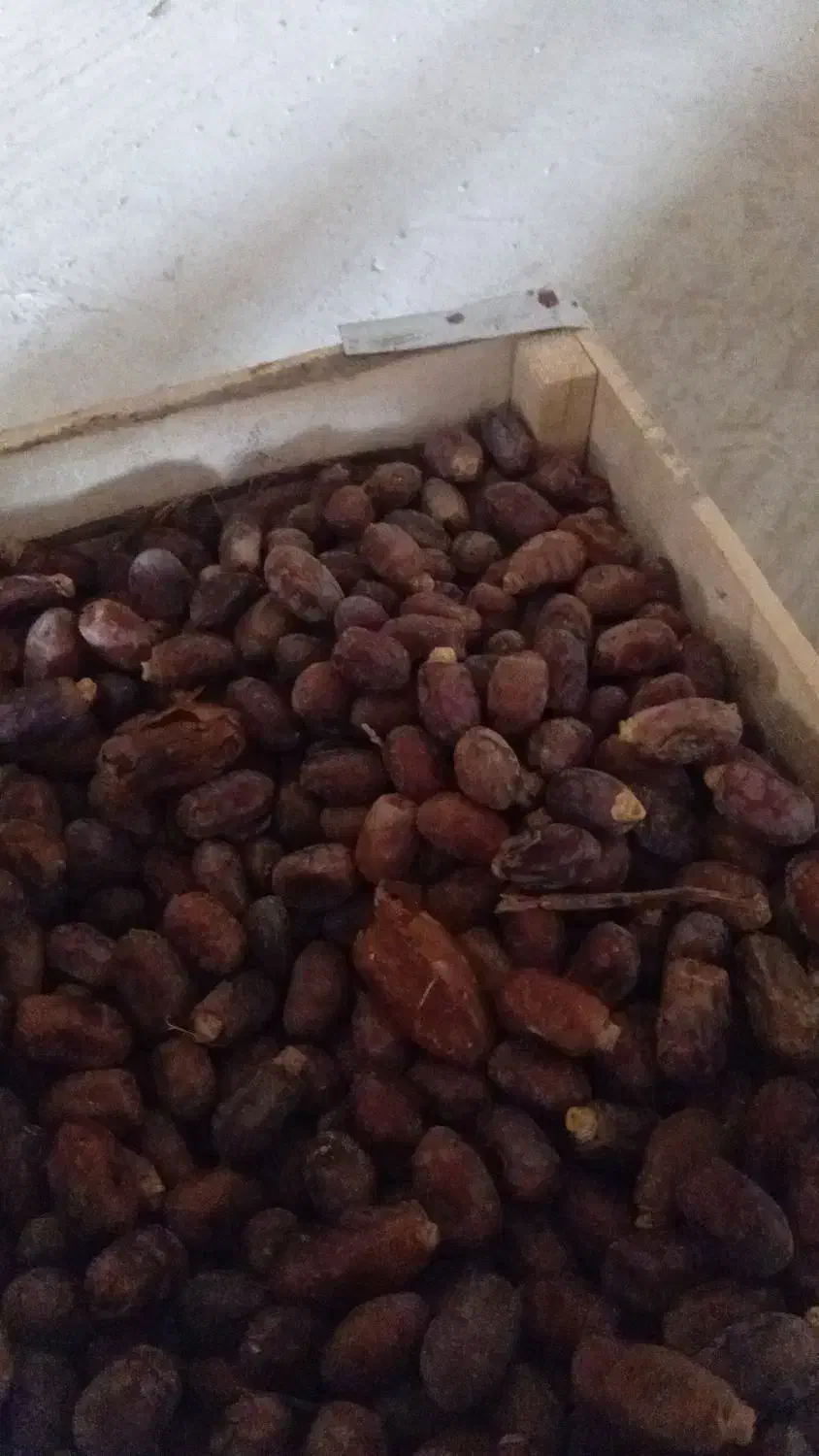 شادکان خنافر خروسی|عمدهفروشی|شادگان, |دیوار